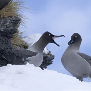 Light-mantled Sooty Albatross (Diomedea palpebrata) adult pair, courting on snow covered nest ledge, Gold Harbour, South Georgia, november