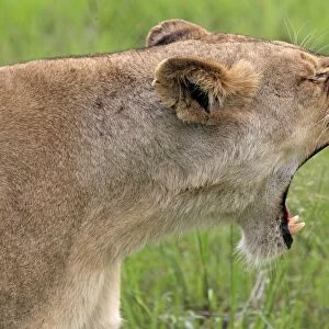 Lion (Panthera leo) adult female, yawning, close-up of head, Sabi Sabi Game Reserve, Kruger N. P. South Africa