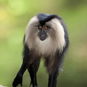 Lion-tailed Macaque (Macaca silenus) immature, with wet legs, standing on rock (captive)