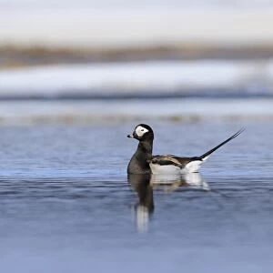 Long-tailed Duck (Clangula hyemalis) adult male, breeding plumage, swimming in arctic lake, Varanger, Norway, june
