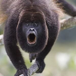 Mantled Howler Monkey (Alouatta palliata) adult male, howling, standing on branch in rainforest, Soberiana N. P. Panama