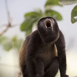Mantled Howler Monkey (Alouatta palliata) adult male, howling, sitting on branch in rainforest, Soberiana N. P. Panama