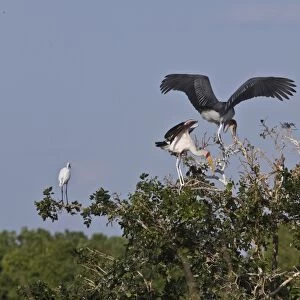 Marabous Stork with Yellow billed stork and yellow billed egret roosting site in the Okavango Delta Botswana