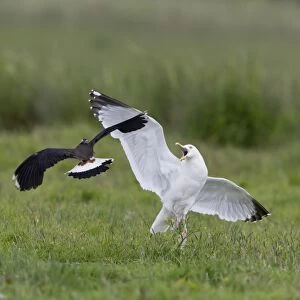 Northern Lapwing (Vanellus vanellus) adult, breeding plumage, in flight, mobbing Herring Gull (Larus argentatus) adult
