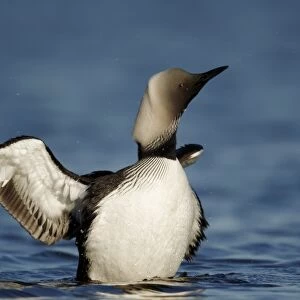 Pacific Diver (Gavia pacifica) adult, breeding plumage, shaking head and wings on water, Nunavut, Canada, July