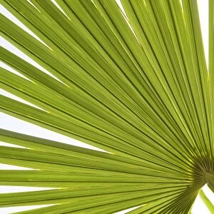 Palm (Arecaceae sp. ) close-up of backlit leaves