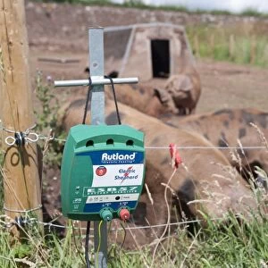 Pig farming, close-up of Electric fence control box, with Oxford Sandy and Black weaners in paddock with ark