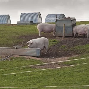 Pig farming, freerange sows on commercial outdoor unit, with drinking trough, feeders and arcs, Bilsthorpe