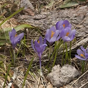 Purple Crocus growing in the mountains of Bulgaria