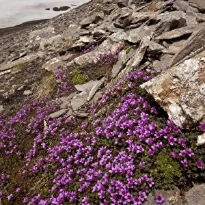 Purple Saxifrage (Saxifraga oppositifolia) flowering mass, growing in mountain habitat, Col Agnel, Queyras