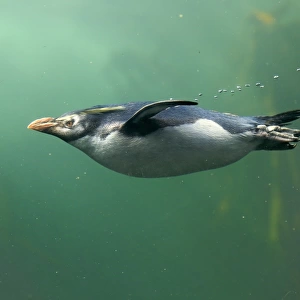 Rockhopper Penguin (Eudyptes chrysocome) adult, swimming in kelp forest, South Africa, June (captive)