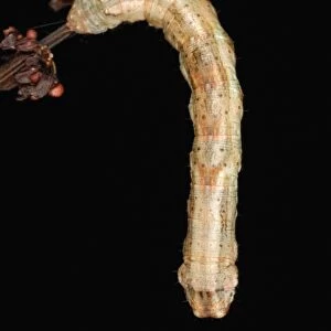 Scalloped Hazel Moth (Odontopera bidentata) caterpillar, hanging from stem in ancient woodland