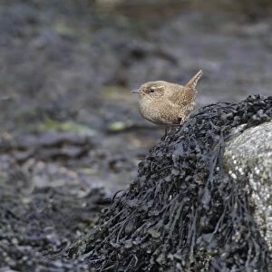 Shetland Wren (Troglodytes troglodytes zetlandicus) adult, perched on seaweed covered rock on foreshore, West Mainland