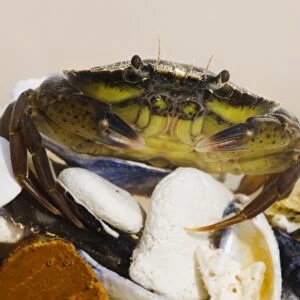 Shore Crab (Carcinus maenas) juvenile, clambering over seashells, Joss Bay, Kent, England