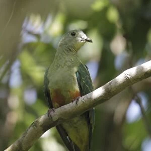 Silver-capped Fruit-dove (Ptilinopus richardsii cyanopterus) adult female, perched on branch, Rennell Island