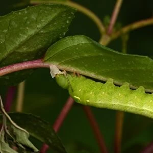 Silver-striped Hawkmoth (Hippotion celerio) fully grown final instar larva, feeding on recently shed skin, captive bred