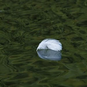 Single white feather floating on river, River Cray, Footscray Meadows Local Nature Reserve, Bexley, Kent, England