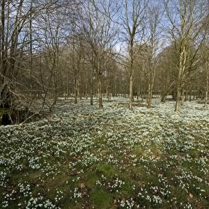 Snowdrop (Galanthus nivalis) flowering, mass in deciduous woodland habitat, Welford Park, Berkshire, England