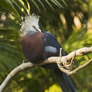 Victoria Crowned-pigeon (Goura victoria) adult, perched on branch (captive)