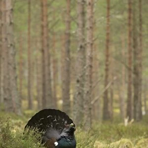 Western Capercaillie (Tetrao urogallus) rogue adult male, displaying in pine forest habitat, Cairngorm N. P. Highlands, Scotland, march