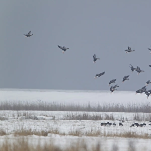White-fronted Goose (Anser albifrons) flock, in flight, landing on snow covered grazing marsh habitat, Suffolk