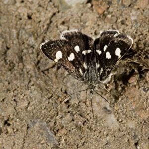 White-spotted Sable Moth (Anania funebris) adult, drinking minerals from damp ground, Pontic Mountains, Anatolia