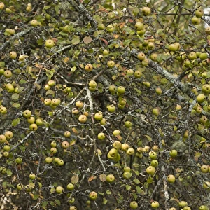 Wild Crabapple (Malus sylvestris) mass of fruit on tree, New Forest, Hampshire, England, september
