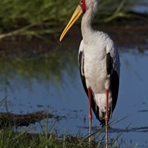 Yellow billed Stork - Okavango Delta Botswana