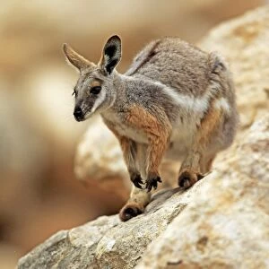 Yellow-footed Rock Wallaby (Petrogale xanthopus) adult, standing on rock, Australia, October
