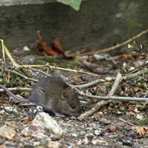 A young Brown Rat about 14 days old