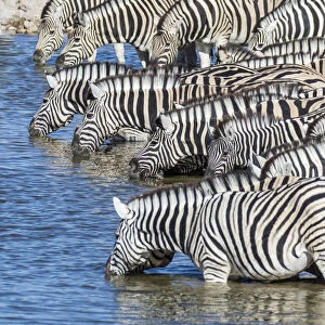 Africa, Namibia, Etosha National Park. Zebras at the watering hole