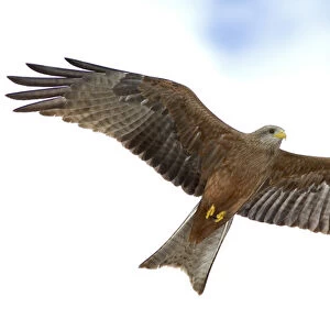 Africa, Tanzania. Detail of yellow-billed kite in flight with full wingspread. Credit as