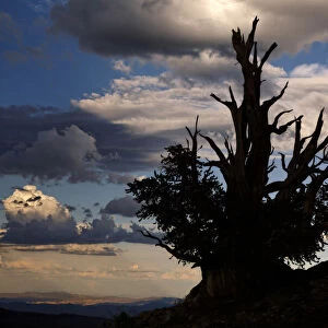 Bristlecone pine silhouetted at sunset, White Mountains, Inyo National Forest, California