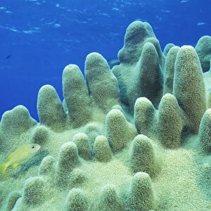 Caribbean, Bahamas. Pillar coral with fish