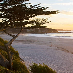 Carmel California cypress tree and waves at sunset on ocean at beach below city near