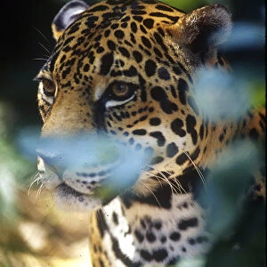 Central America, Belize, Jaguar in the Corkscomb Basin Jaguar Preserve