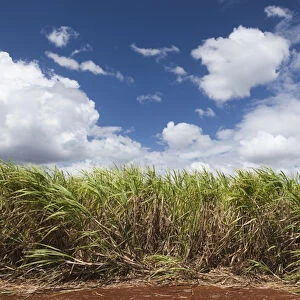 Cuba, Matanzas Province, Jaguey Grande, sugar cane field