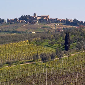 Italy, View of a Tuscan vineyard
