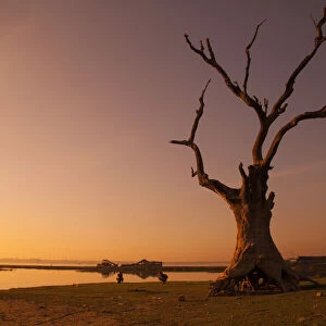 Lone tree in Myanmar
