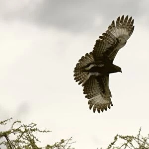 Long Crested Eagle, Meru National Park, KenyaAfrica, Kenya, Meru National Park, Long-Crested
