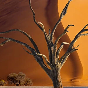 Namibia, Sossusvlei, Namib-Naukluft National Park. Composite of dead tree and sand dune
