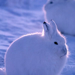 North America, Canada, Ellesmere Island, Arctic hare