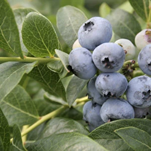 Ripe blueberries on bush South Haven Michigan