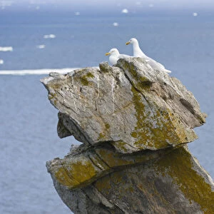 Seagulls on rock pile, Kolyuchin Island, once an important Russian Polar Research Station