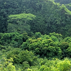 Tropical forest on the island of Kauai, Hawaii