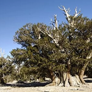 USA, California, White Mountains, The Patriarch, worlds largest and oldest bristlecone