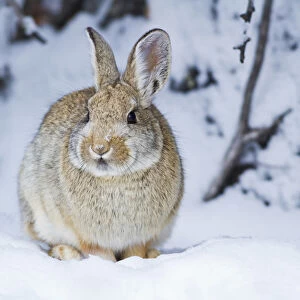 USA, Wyoming, Sublette County, Nuttalls Cottontail Rabbit in snow