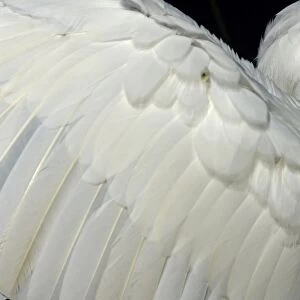 Great egrets wing in the Florida Everglades