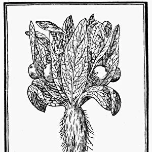 BOTANY: MALE MANDRAKE. Woodcut from Pietro Andrea Mattiolis Commentaires, Lyons