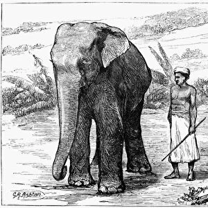 TEMPLE ELEPHANT, 1874. A temple elephant and keeper at Pelmadulla, Sri Lanka. Engraving